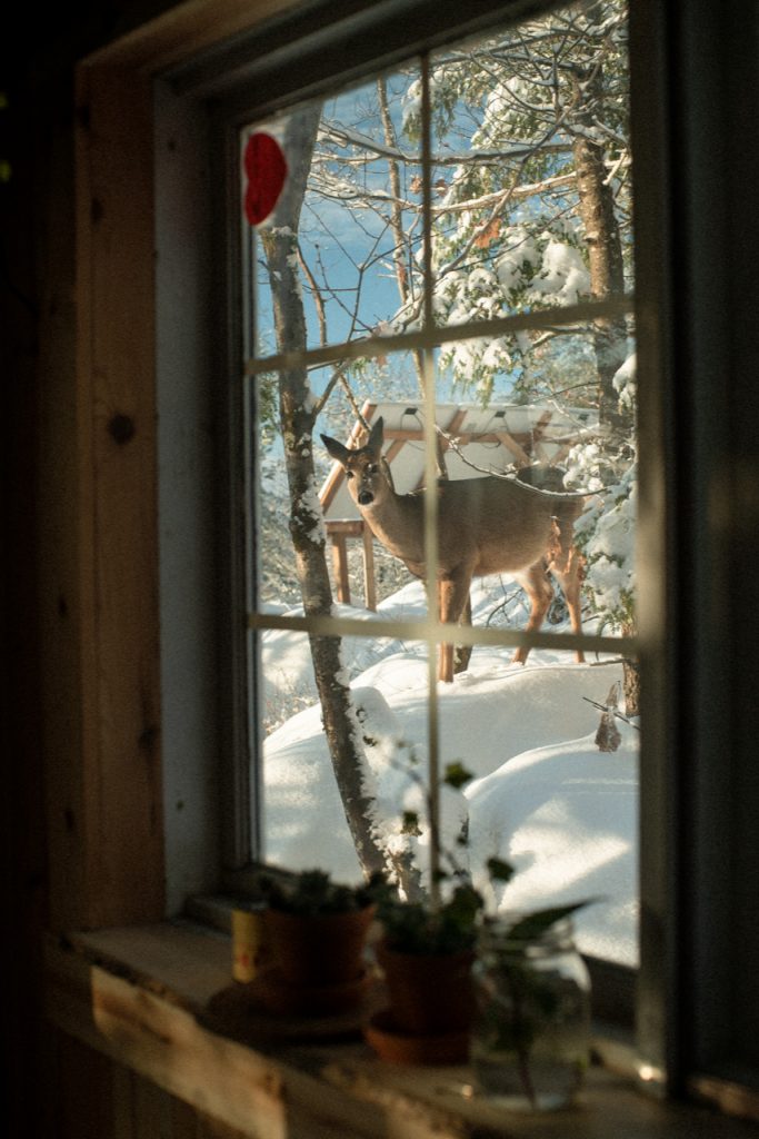prefab cabin used as hunting cabin